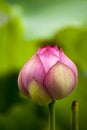 Pink nelumbo nucifera gaertn lotus bud Royalty Free Stock Photo