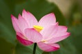 Pink nelumbo nucifera gaertn lotus