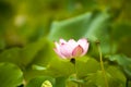 Pink nelumbo nucifera gaertn lotus Royalty Free Stock Photo