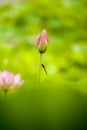 Pink nelumbo nucifera gaertn lotus bud Royalty Free Stock Photo