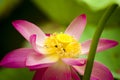 Pink nelumbo nucifera gaertn lotus