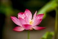 Pink nelumbo nucifera gaertn lotus