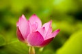 Pink nelumbo nucifera gaertn lotus Royalty Free Stock Photo