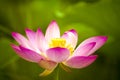 Pink nelumbo nucifera gaertn lotus