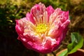 The Pink Nelumbo Nucifera Lotus in the Pool Royalty Free Stock Photo