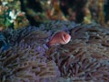 Pink nemo clownfish peeking out of habitat Royalty Free Stock Photo