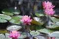 A pink nenuphar on the lake