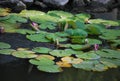 A pink nenuphar on the lake