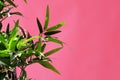 Pink neon. Green leaves on a pink background Royalty Free Stock Photo