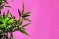 Pink neon. Green leaves on a pink background Royalty Free Stock Photo