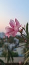 Pink Nerium Oleander in the background of clear blue sky, close up view. Blurred green leaves. Royalty Free Stock Photo
