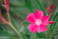 Pink Nerium oleander flower blur background Royalty Free Stock Photo