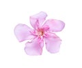 Pink nerium oleander flower close up  isolated on white background , clipping path macro Royalty Free Stock Photo
