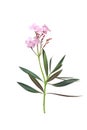 Pink nerium oleander flower with green leaf and stalk  isolated on white background , clipping path Royalty Free Stock Photo