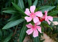 Pink Nerium Oleander flower with green leaves Royalty Free Stock Photo