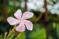 Pink nerium oleander flower Royalty Free Stock Photo