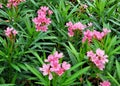 Pink Nerium Oleander flower Royalty Free Stock Photo