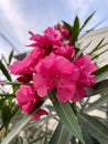 pink nerium oleander flower plant in bloom and green lanceolate leaves Royalty Free Stock Photo