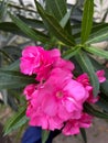 pink nerium oleander flower plant in bloom and green lanceolate leaves Royalty Free Stock Photo