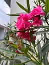 pink nerium oleander flower plant in bloom and some unopened flower buds with green lanceolate leaves Royalty Free Stock Photo