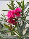 pink nerium oleander flower plant in bloom and some unopened flower buds with green lanceolate leaves Royalty Free Stock Photo
