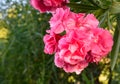 Pink Nerium oleander flower Royalty Free Stock Photo