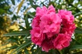 Pink Nerium oleander flower Royalty Free Stock Photo