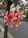 Pink Nerium Oleander flowers along the street