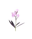 Pink nerium oleander flowers branch with green stem and leaf  isolated on white background , clipping path Royalty Free Stock Photo