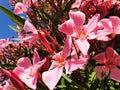 Pink Nerium oleander flowers on a bush Royalty Free Stock Photo