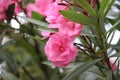 Pink Nerium oleander flowers Royalty Free Stock Photo
