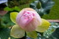 Pink new bloom lotus Royalty Free Stock Photo