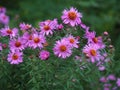 Pink New England asters Aster novae-angliae