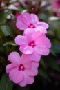 Pink New Guinea Impatiens