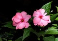 New Guinea Impatiens Or Impatiens hawkeri Royalty Free Stock Photo