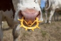 Pink nose of a cow with spiked nose ring, a maverick calf weaning ring of yellow plastic Royalty Free Stock Photo