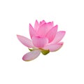 Pink nuphar flower, water-lily, pond-lily, spatterdock, Nelumbo nucifera, also known as Indian lotus, sacred lotus