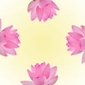 Pink nuphar flower, water-lily, pond-lily, spatterdock, Nelumbo nucifera, also known as Indian lotus, sacred lotus Royalty Free Stock Photo