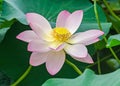 Pink nuphar flowers, green field on lake, water-lily, pond-lily, spatterdock, Nelumbo nucifera, also known as Indian lotus Royalty Free Stock Photo