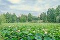 Pink nuphar flowers, green field on lake, water-lily, pond-lily