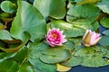 pink nuphar Royalty Free Stock Photo