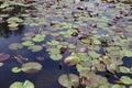 Pink nymphaea alba.