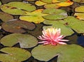 Pink nymphaea Royalty Free Stock Photo