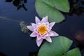 Pink nymphaea flower with sky reflection Royalty Free Stock Photo