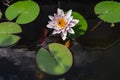 Pink nymphaea flower with sky reflection Royalty Free Stock Photo