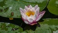 Pink Nymphaea Flower At Summer,Outdoors Royalty Free Stock Photo