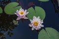 Pink nymphaea flowers with sky reflection Royalty Free Stock Photo