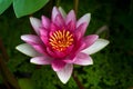 Pink nymphaea with leaves Royalty Free Stock Photo