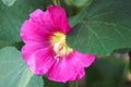 Pink okra flower singled out, nature theme