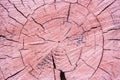 Pink old aged and cracked cut wood texture. Textured and weathered cut tree background. Grunge Royalty Free Stock Photo